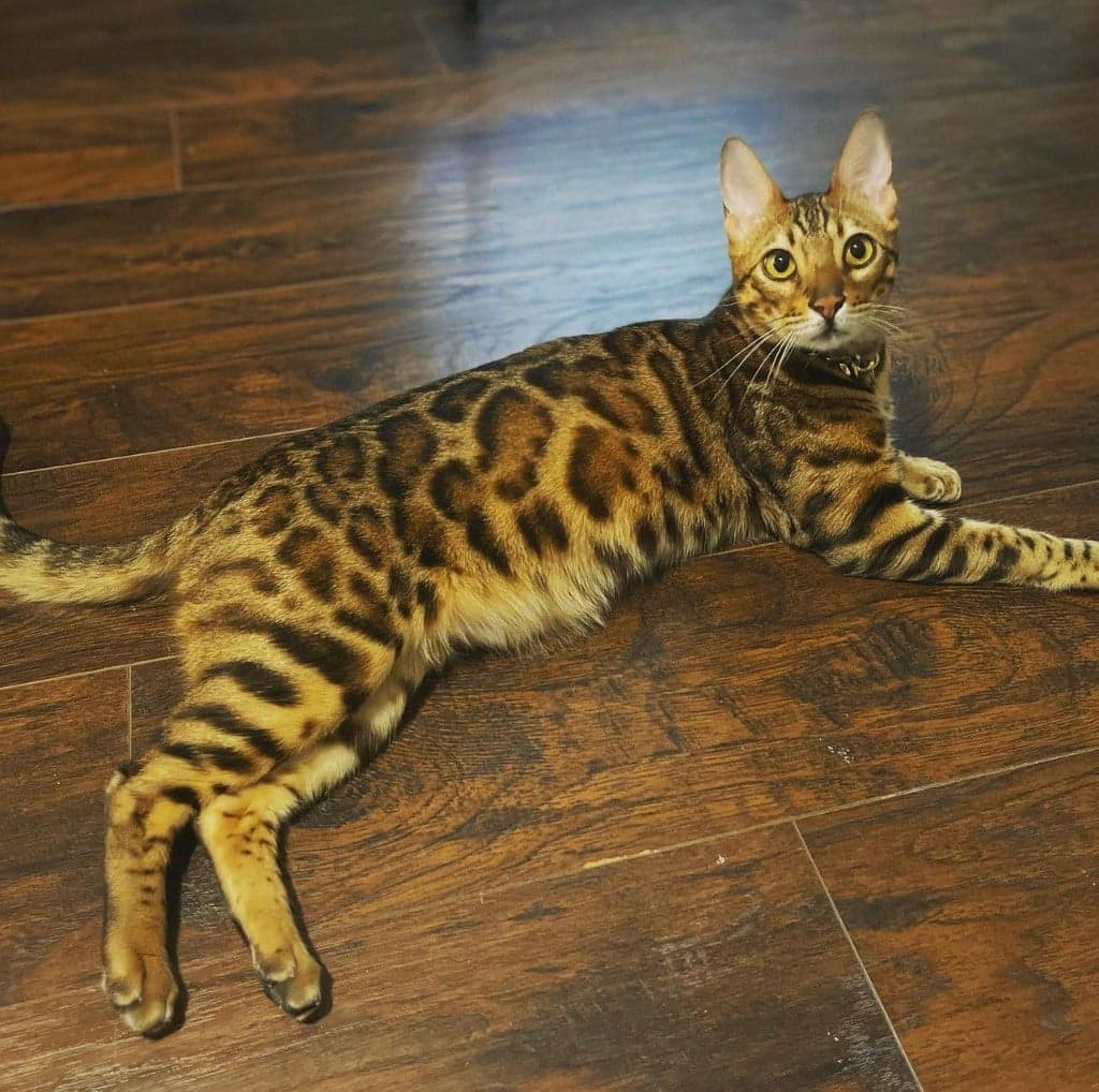 Leo, a Bengal cat, lying on a wood floor and looking at the camera.