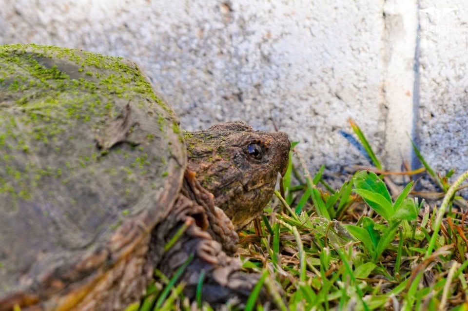 Wildlife macro, shallow depth of field.