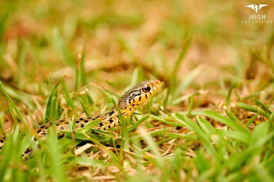 Wildlife close-up.