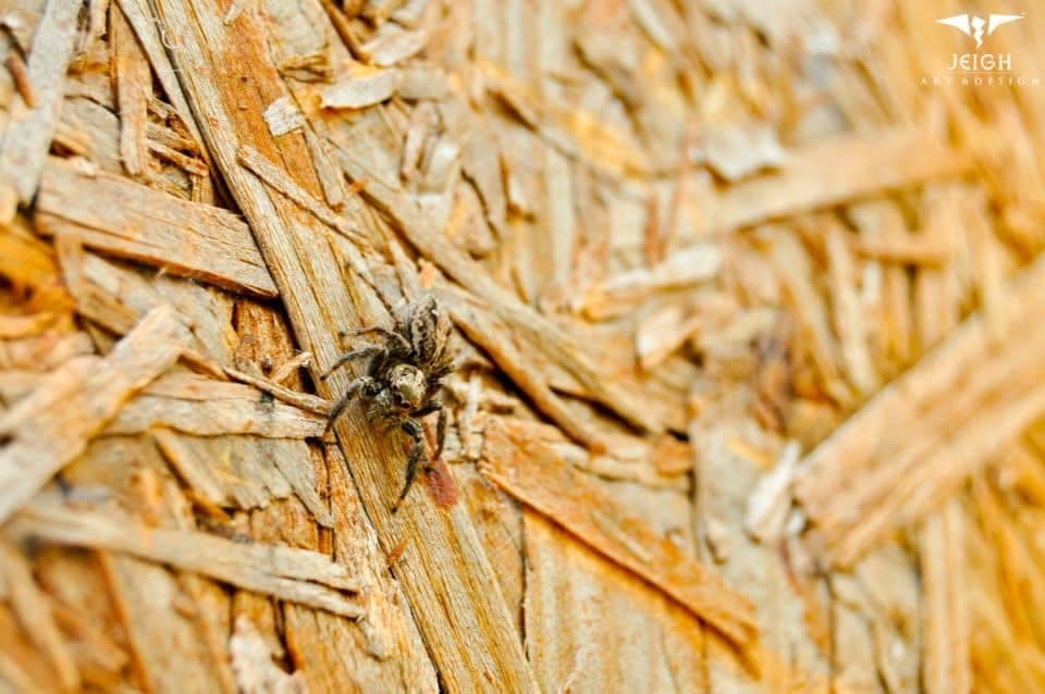 Macro nature frame.